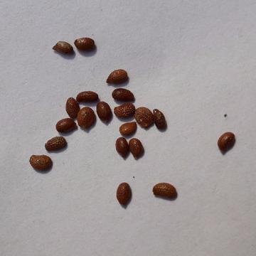 猕猴桃种子 猕猴桃籽 猕.商品大图