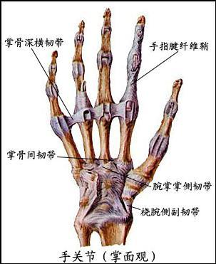 解剖学/四肢骨连结