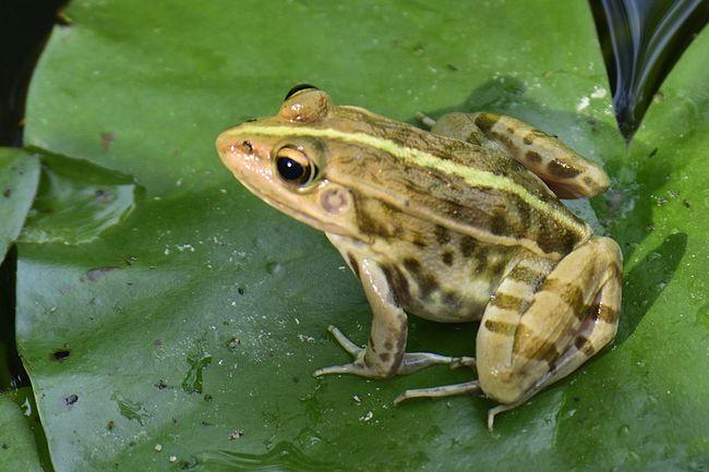 江苏男子抓13只青蛙被罚3900元,蛙不能乱抓,还有哪些蛙类受保护