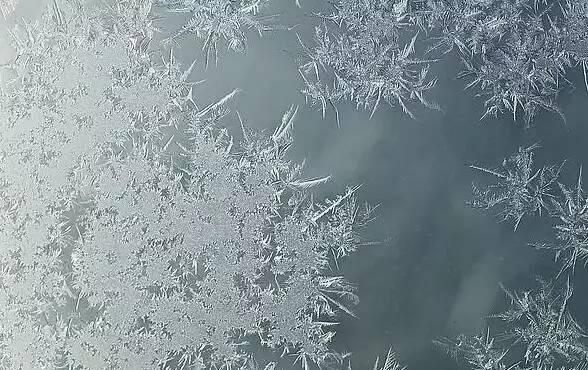 窗户上凭空出现神秘的规则图案竟然是它在作怪