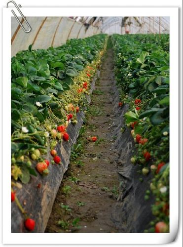 溧水傅家边踏青摘草莓游记