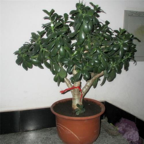 又名景天树,八宝,看青,冬青,肉质万年青,豆瓣掌,枝叶肥厚,四季碧绿