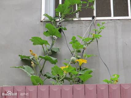 鸡蛋葫芦种子 观赏葫芦种子