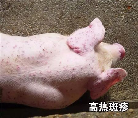 兽药 兽药资讯 动保企业 > 正文   总之,丰强蓝青所具有的"先清热毒泻