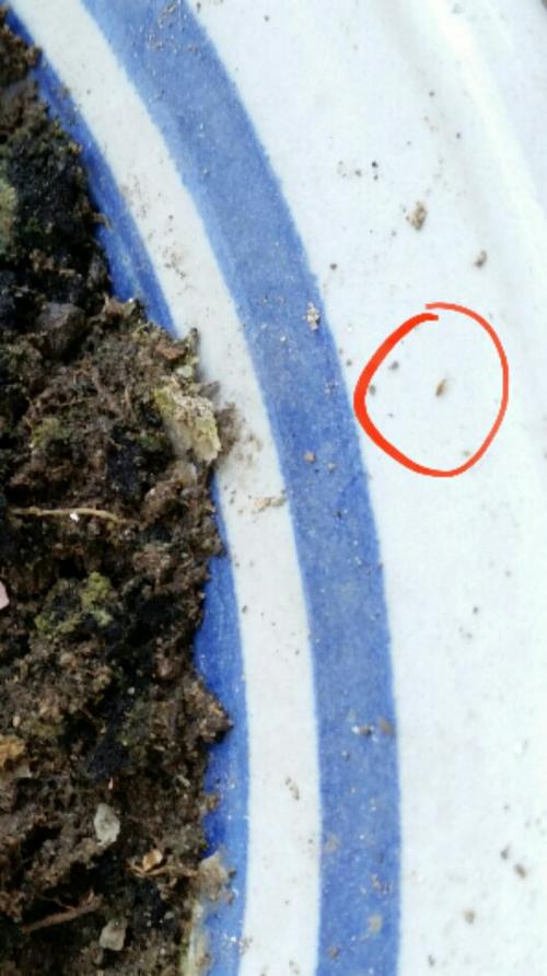 花盆里好多小虫,如图(虫太小不好拍),还有花盆下面也有,这是什么虫?