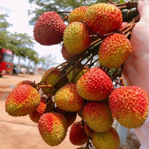 白糖罂荔枝 海南妃子笑荔枝,白糖罂新鲜水果