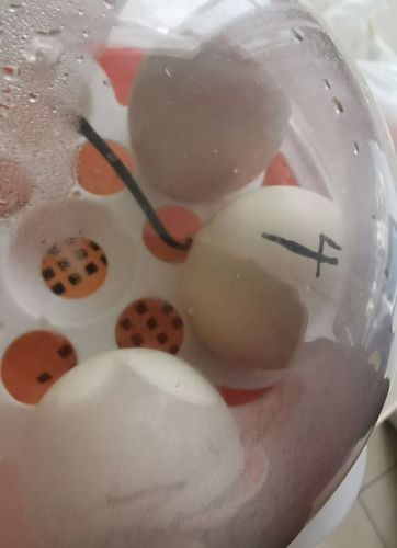 鸡和蛋的碰撞----小鸡孵化记