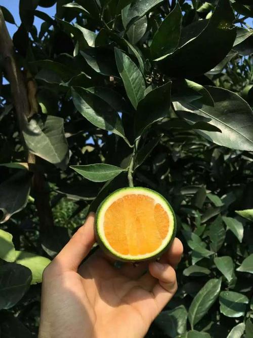 采访橙贤王,窥探橙家庄对橙子的态度!02