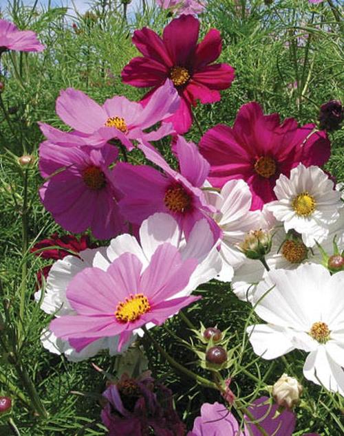7,大波斯菊 cosmos bipinnatus 别名:秋英,波斯菊,八瓣梅,扫帚梅 科