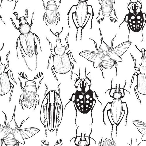 手绘昆虫天牛瓢虫水彩大自然界生物动物高清免抠高像素png素材 (85)