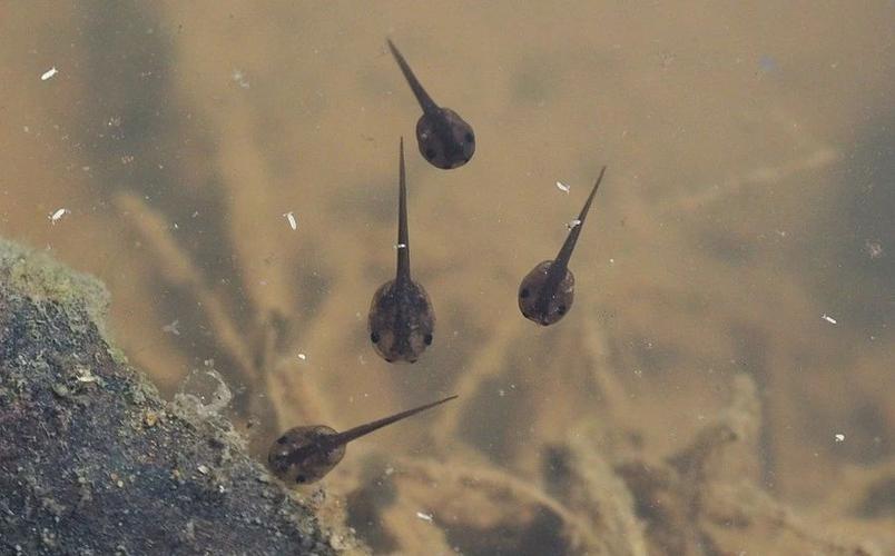 池塘里的北方狭口蛙蝌蚪.摄影 / 陈炜