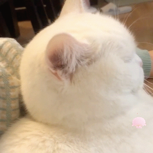 猫猫 猫咪表情包