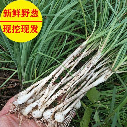 现挖现发野葱野生小蒜野小根蒜山蒜野蒜苦蒜胡葱农家新鲜蔬菜野菜
