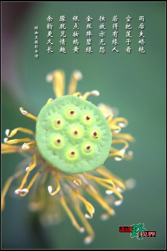 荷花诗配画