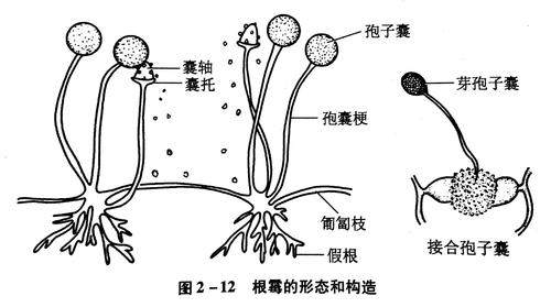 根霉的菌落特征