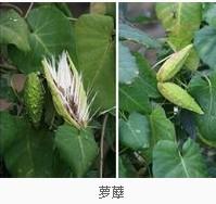 展开全部 萝藦 别称:   白环藤,奶浆藤,天浆壳,婆婆针线包