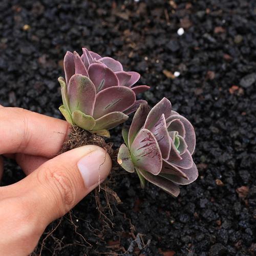 【粉山地】 山地玫瑰耶罗多肉植物组合盆栽情人节礼物包邮