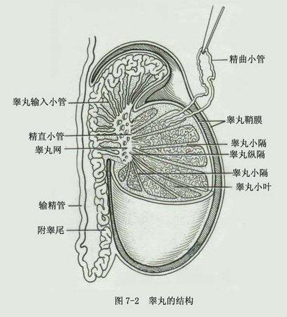 附睾的结构解剖