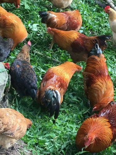 正宗河田鸡,连城白鸭,土鸡蛋,位于火车站附近东坪山村