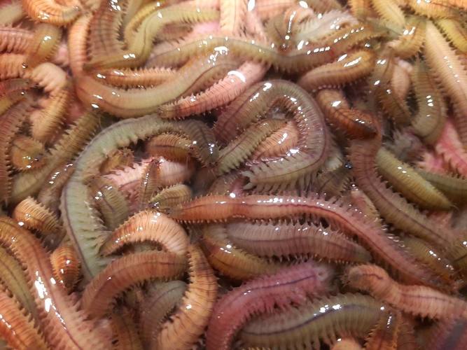 海蜈蚣俗称海虫,海蛆,海蜈蚣,海蚂蝗,长10厘米左右.