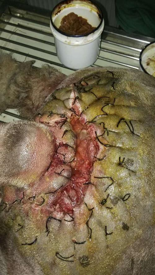 残忍的主人可怜的松狮皮肤坏死生满了蛆