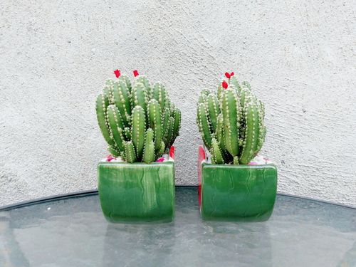 仙人掌 多肉植物含盆室内组合盆栽花卉