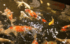 好运锦鲤动态图片20张:转发最强锦鲤,事业爱情都开挂