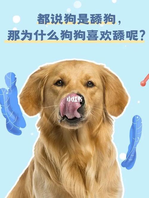 狗狗_过敏_皮肤