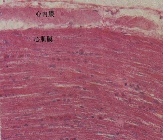 b内皮下层位于内皮深面较致密的结缔组织  c心内膜下层为心内膜最