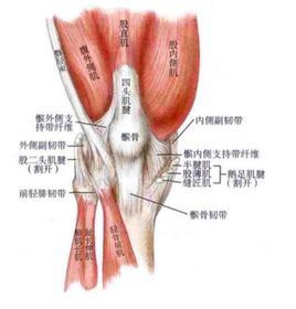 髌骨在哪个位置示意图