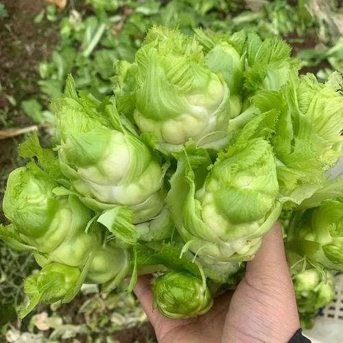 这种好吃的儿菜你吃过吗?柔嫩多汁,很适合南方种植哦