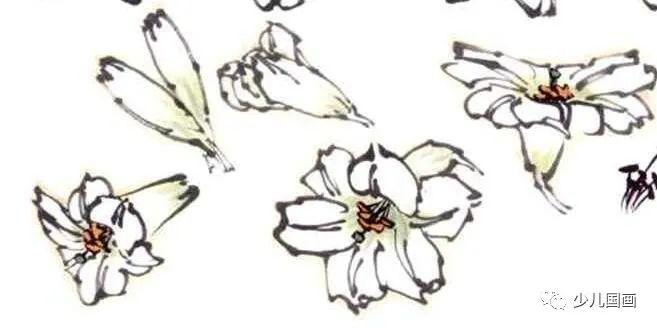 国画花卉教程白头偕老更同心百合花