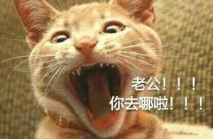 喊老公表情包猫咪版:老公你去哪啦,老公我想要那个