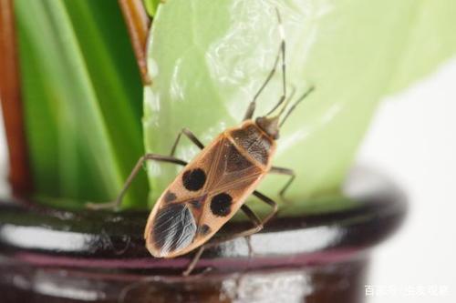 蝽分几类?昆虫养大后会不会有什么不良行为?大多数昆虫在山里?