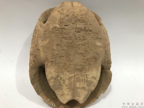 商代龟壳刻甲骨文