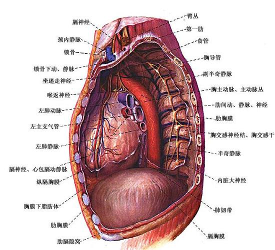 正常纵隔解剖示意图-人体解剖图