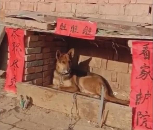 主人给狗窝门口贴对联,狗窝喜气连连,真是大师之作!
