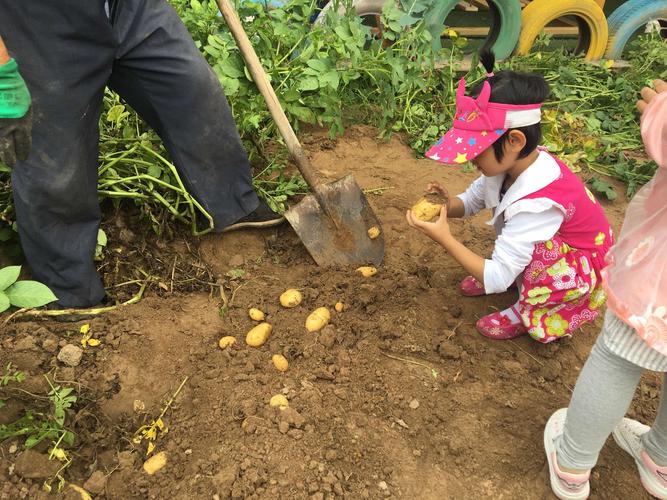 我与土豆零距离——新冶路小学附设幼儿园土豆收获记