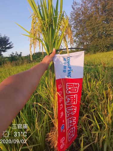 卖点三:矮秆抗倒——株高100-105cm(参照物长80cm)