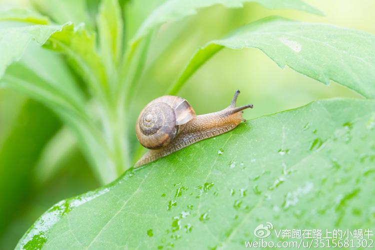 奔跑在路上的小蜗牛