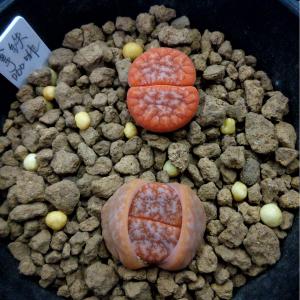 番杏科生石花荒玉拿铁309a 屁屁花拿铁咖啡母本欣赏不出售