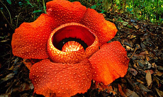 被误会多年的食人花:我有话要说