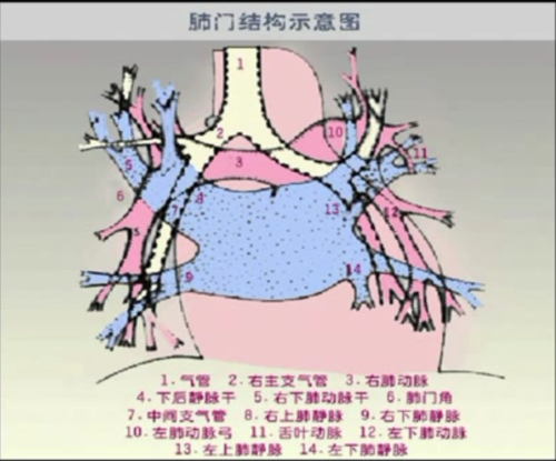 肺门 (神经生物学)