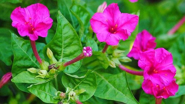 小诗紫茉莉花文碧海蓝天