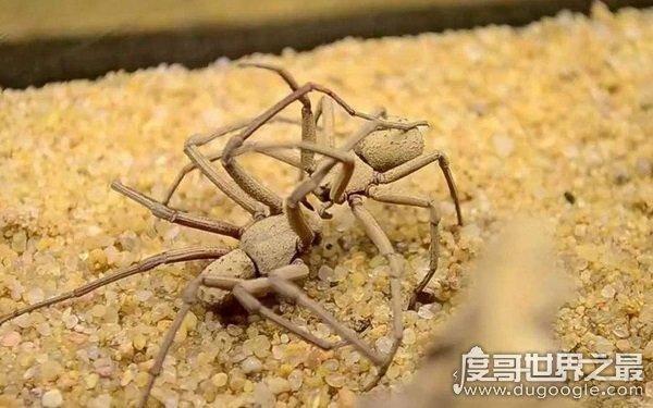 中国十大毒蜘蛛 第一名毒性超过响尾蛇(黑寡妇)