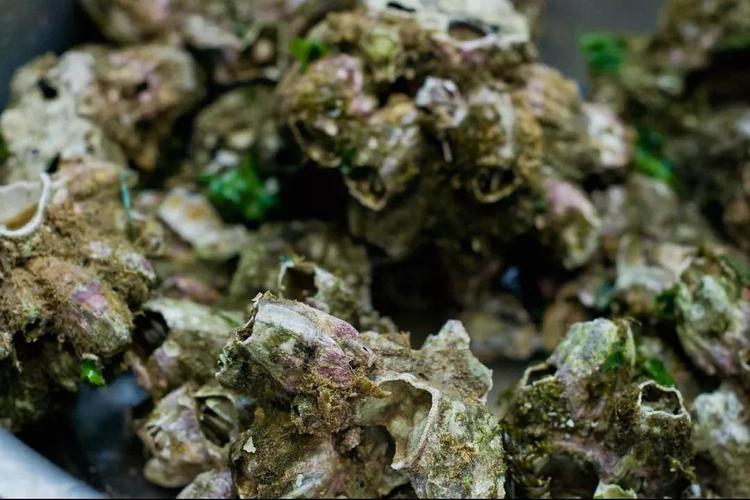 水煮藤壶-葱姜水煮才有足够的香味