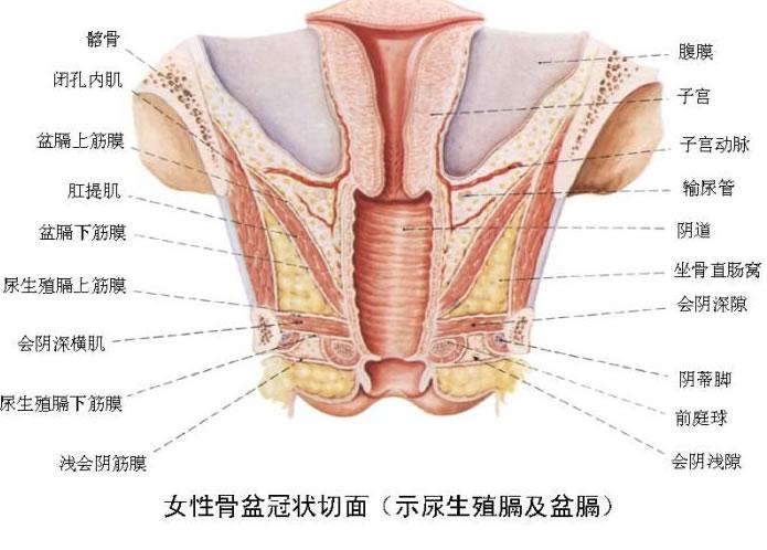 骨盆