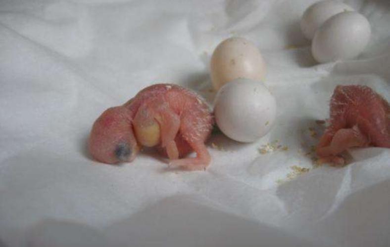 鹦鹉精彩的生命