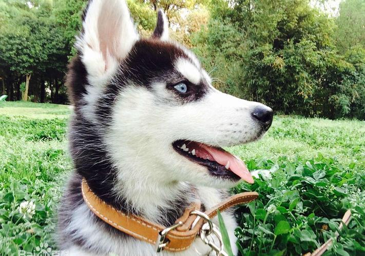 正文   哈士奇外貌英俊,高冷,帅气,可是内心是一个与外表不一样的狗子