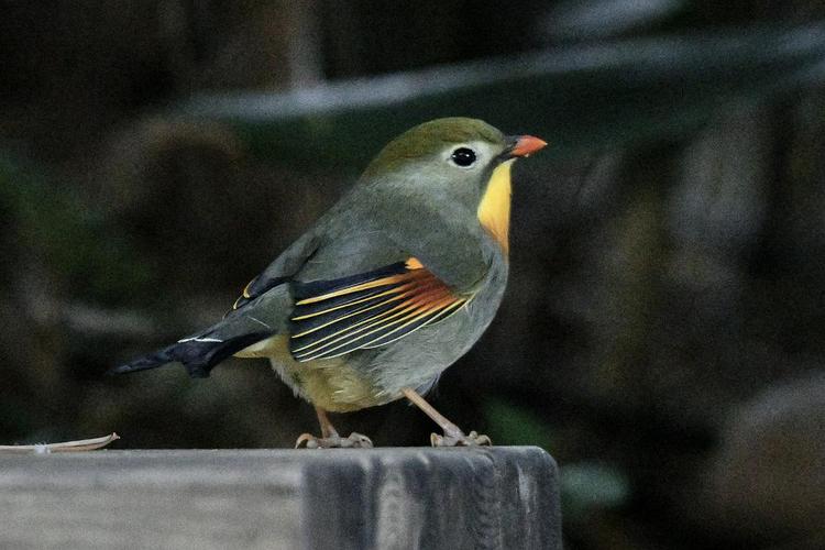 今年看了两百种鸟
